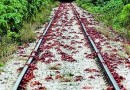 澳大利亚百万红蟹大迁徙封堵公路铁路